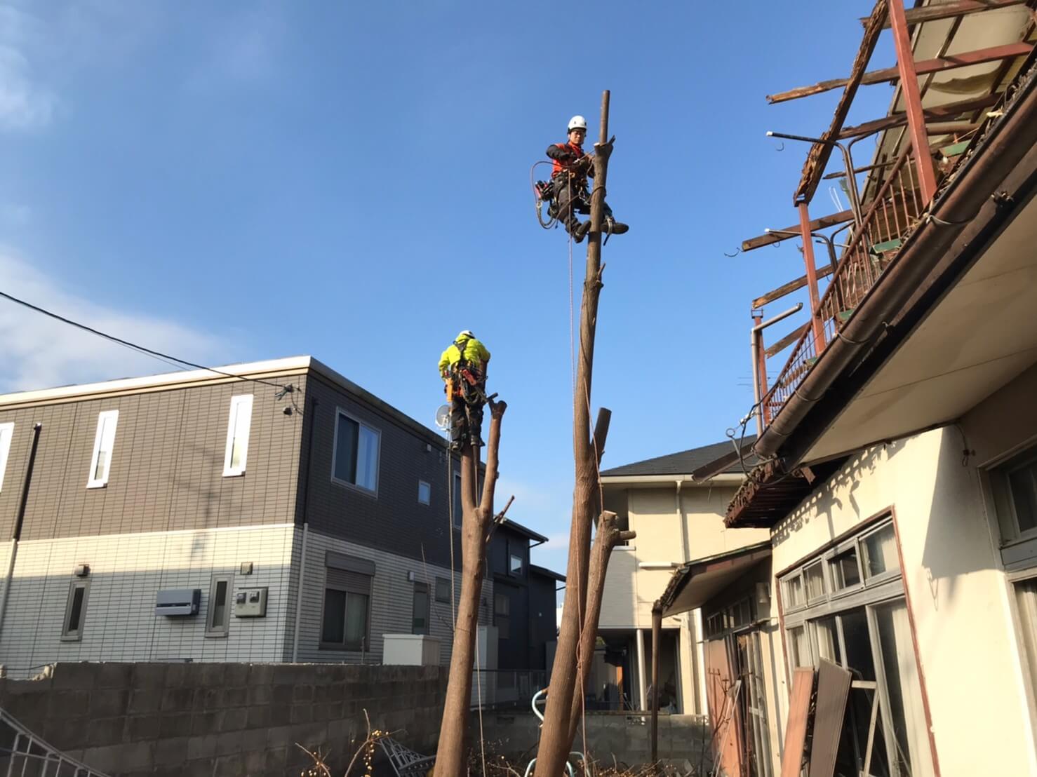 屋根や道路に気を付けながら枝を落とした後、幹の断幹作業を行う藤本と田嶋